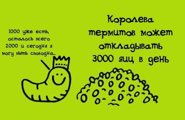 Смешные картинки обо всем