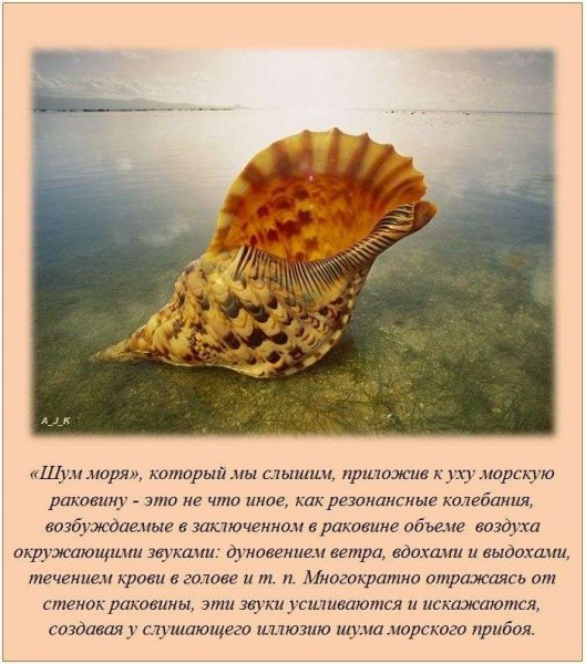 Интересные факты о мартышках