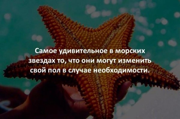 Интересные факты о животных