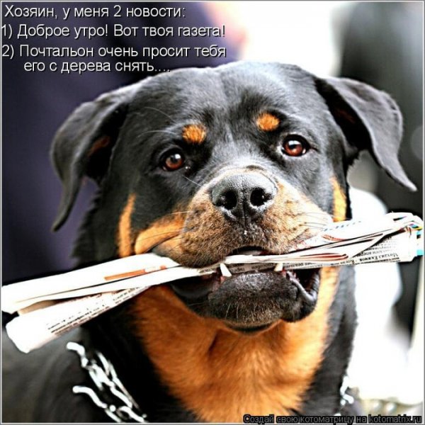 Открытки с добрым утром с собаками прикольные