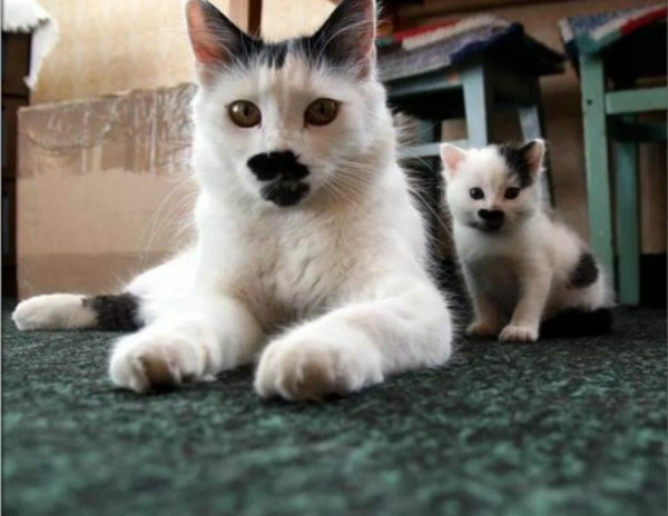 Надписи смешные до слез