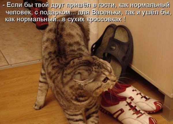 Барсик ты скучал