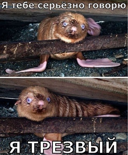 Женщина на рыбалке юмор