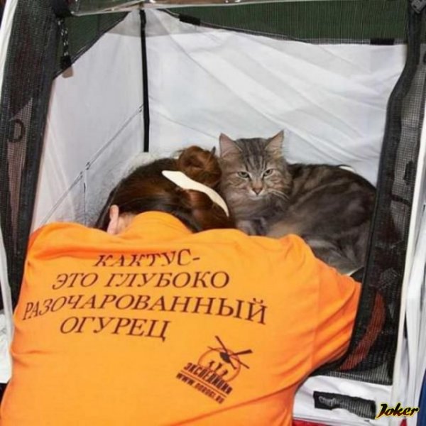 Картинки приколы смешные с надписями