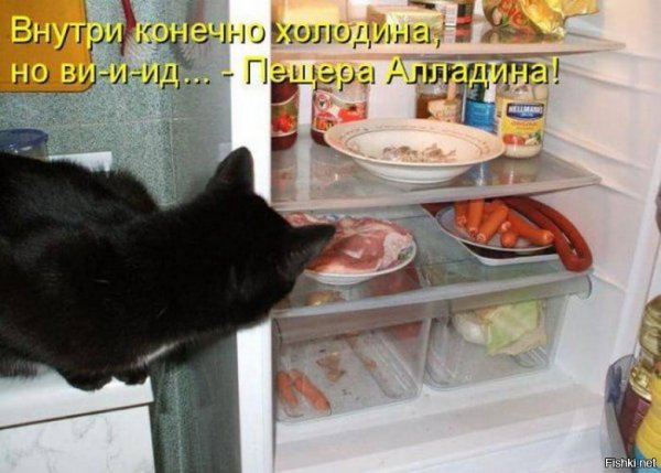 Смешные собаки с надписями