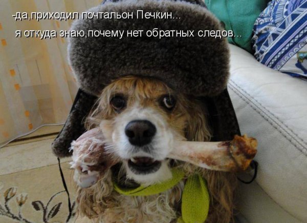 Смешные животные с надписями