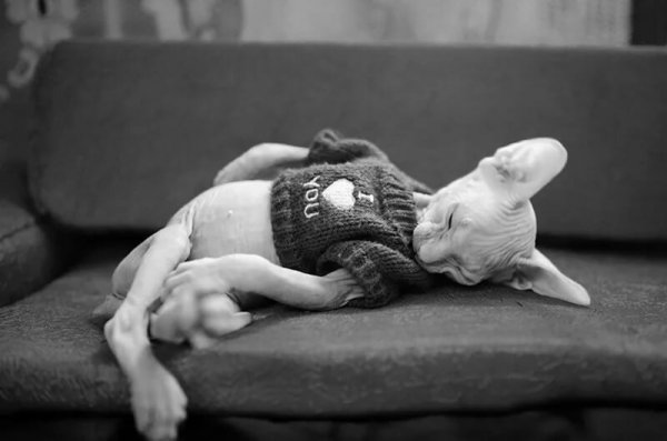 Спокойной ночи приколы смешные сфинксы