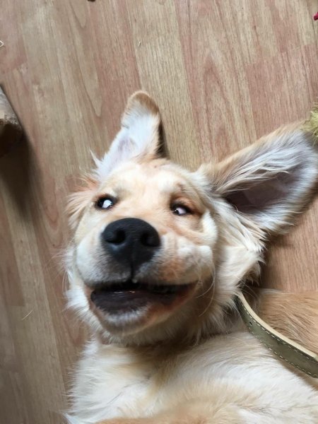 Забавные домашние животные