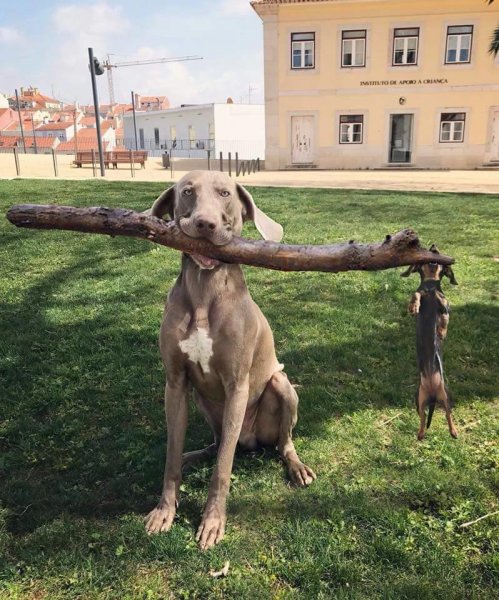 Собаки юмор