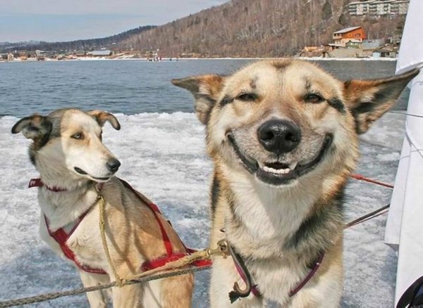Собака охуевака