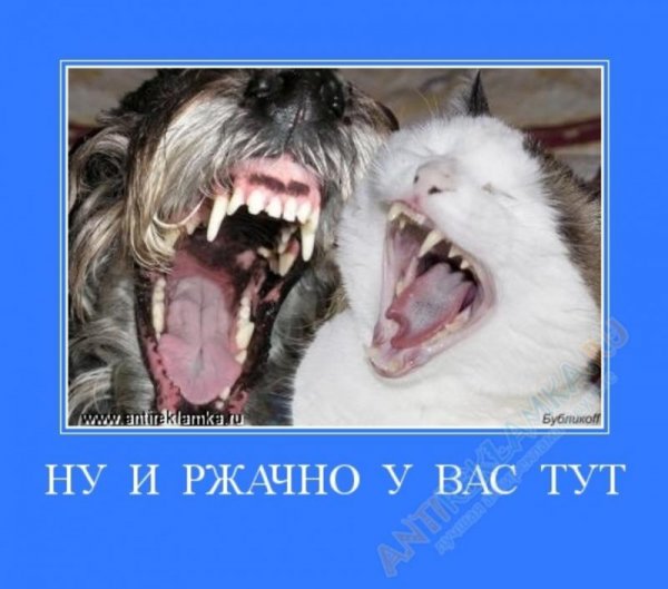 Собака Баскервилей прикол