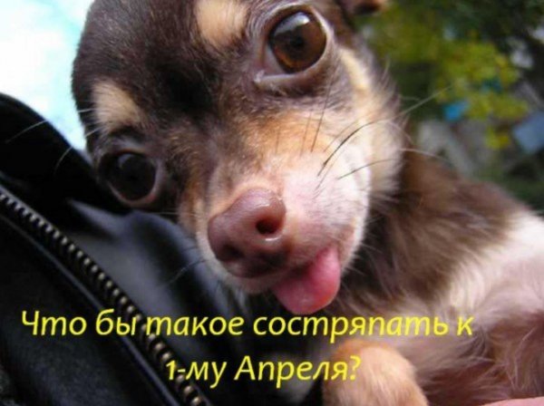 Смешные шутки на первое апреля