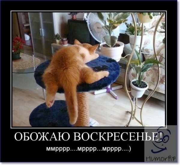 С воскресеньем с юмором