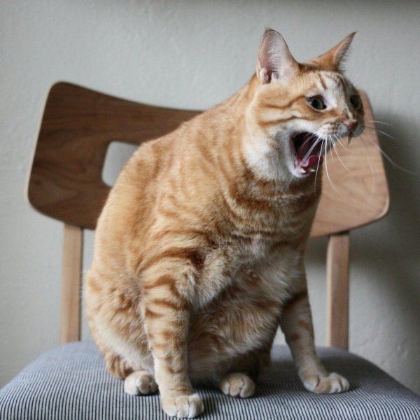 УГАРНЫЙ кот