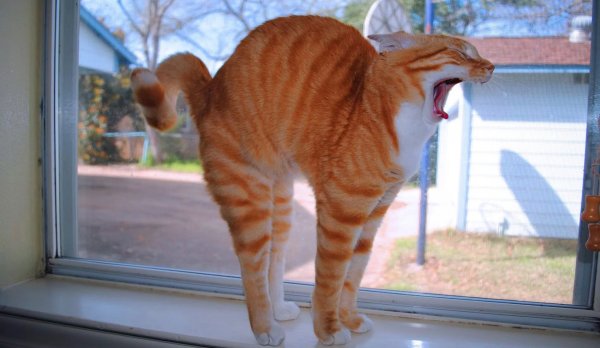 Кот потягивается