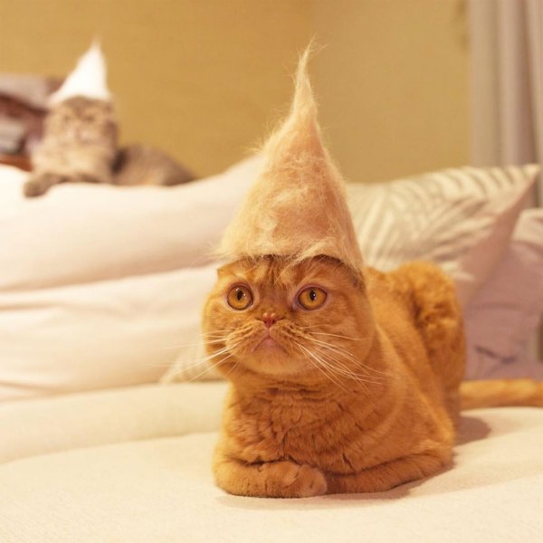 Смешной кот