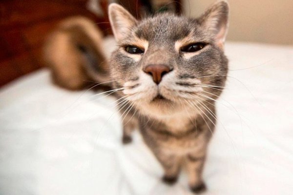 Котейки смешные