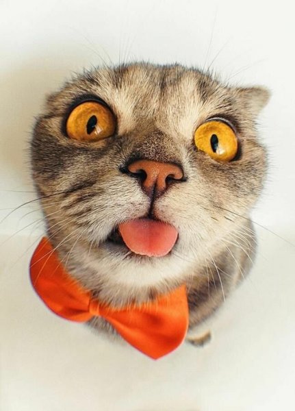 Мемные коты