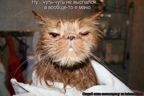 Кот выспался