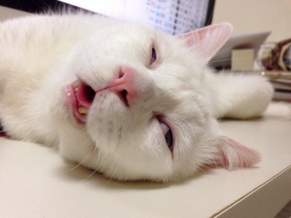 Кот недосып
