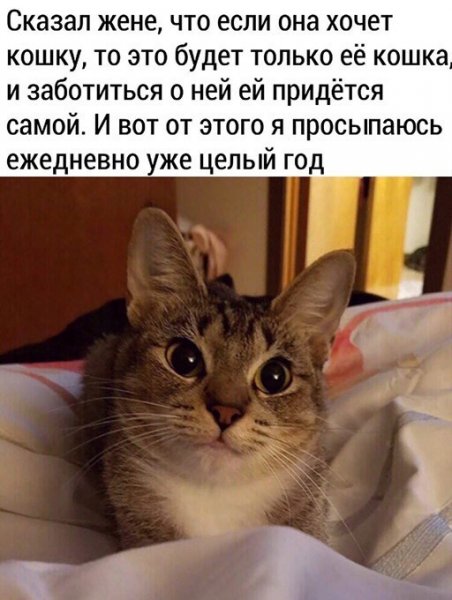 Шашлык картинки прикольные