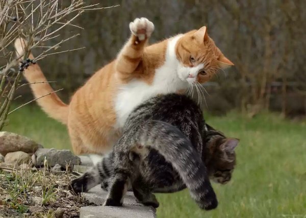 Коты дерутся