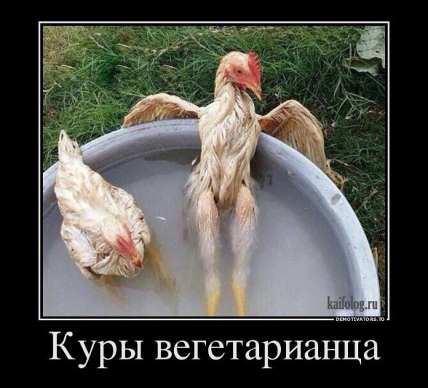 Куры юмор