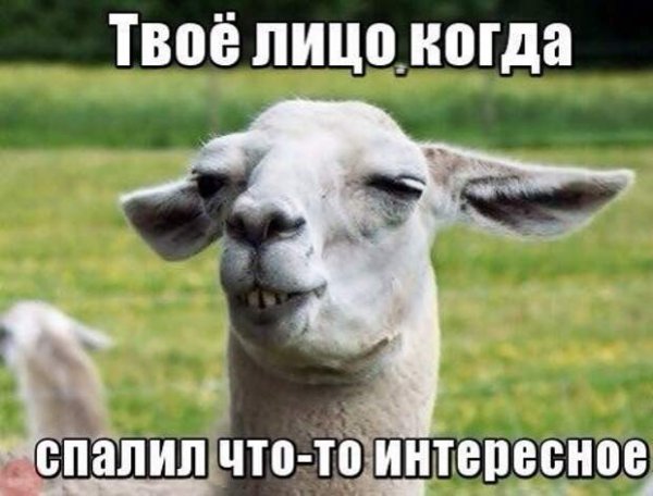 Смешные животные мемы