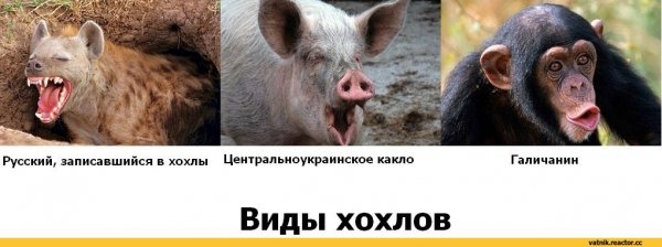 Хохол Мем