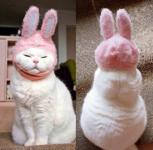 Смешные зайчики