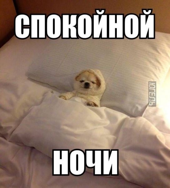 Спокойной ночи прикольные