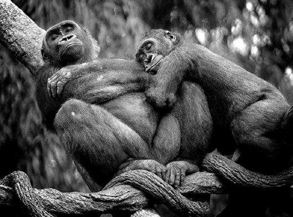 Прикольные картинки про любовь