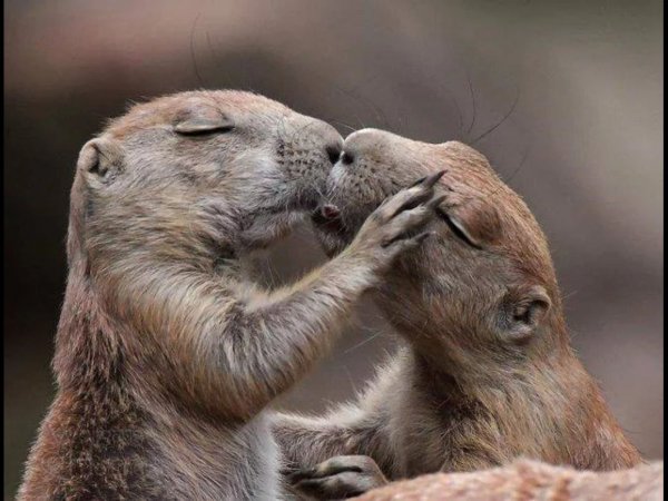 Нежность животные