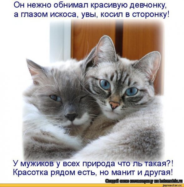 Кошачья любовь с надписями