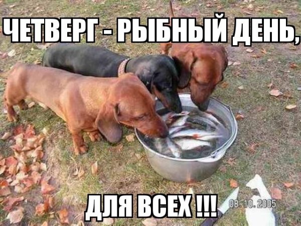 Четверг приколы