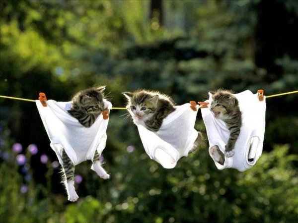 Веселые картинки