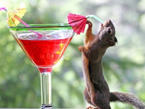 Позитивные животные для поднятия настроения