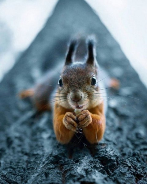 Смешные животные