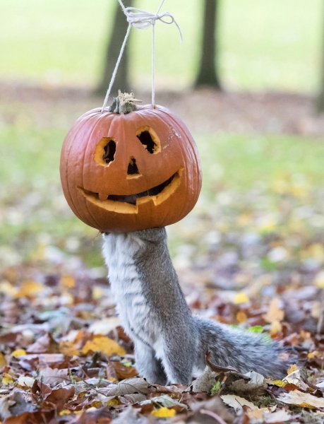 Позитивные смешные