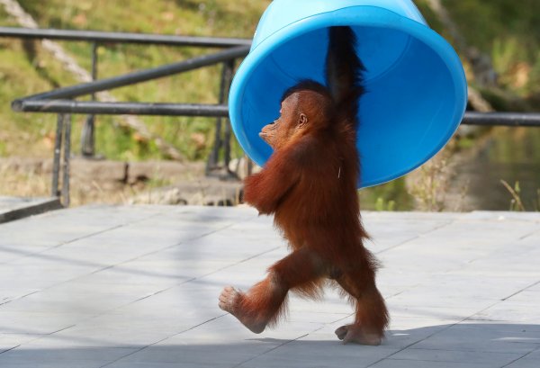 Прикольные животные позитив