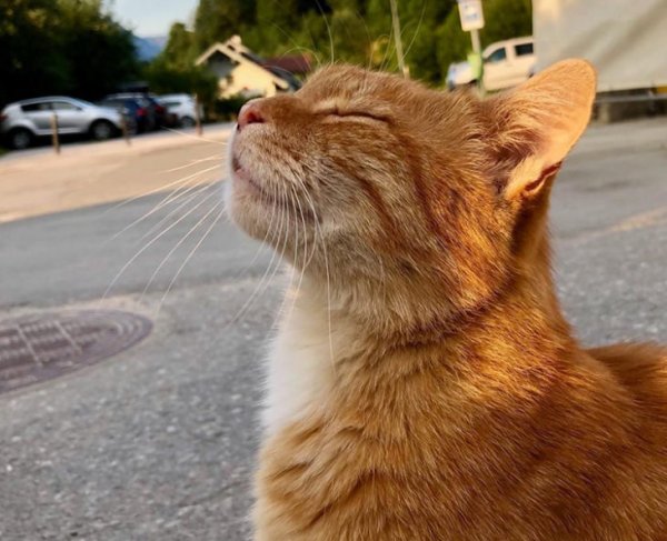 Картинки для поднятия настроения