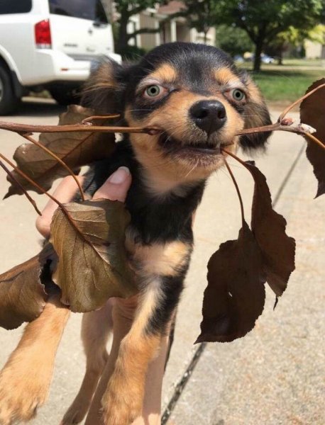 Картинки для настроения смешные