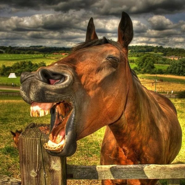 Ржачные картинки про ржачного коня (49 фото)