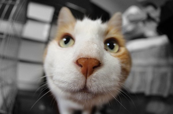 Смешные коты