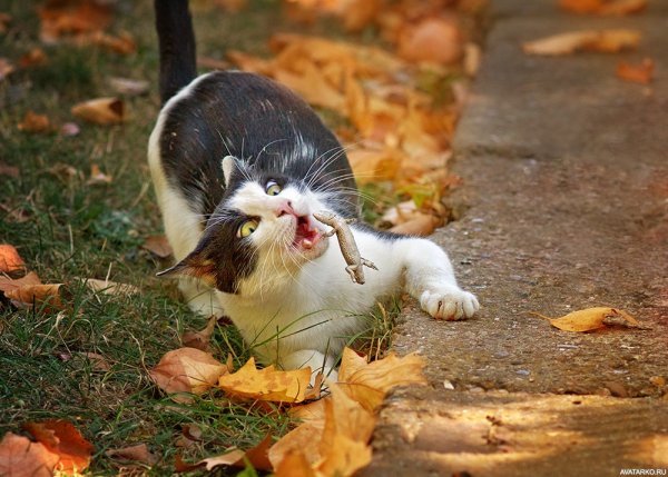 Котоматрица осень