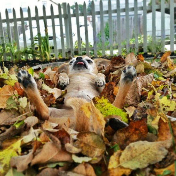 Осенние приколы