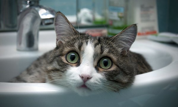 Кот в раковине
