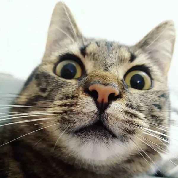 Веселый кот