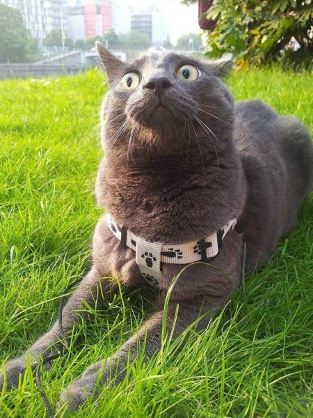 Котейки забавные