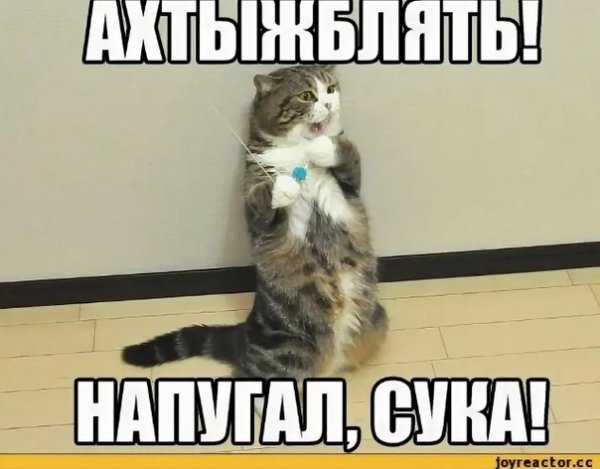 Приколы с матами картинки